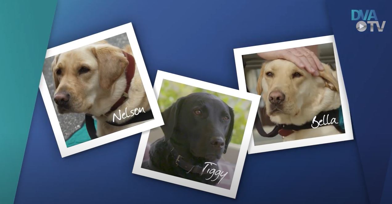 Composite image showing portraits of three labradors