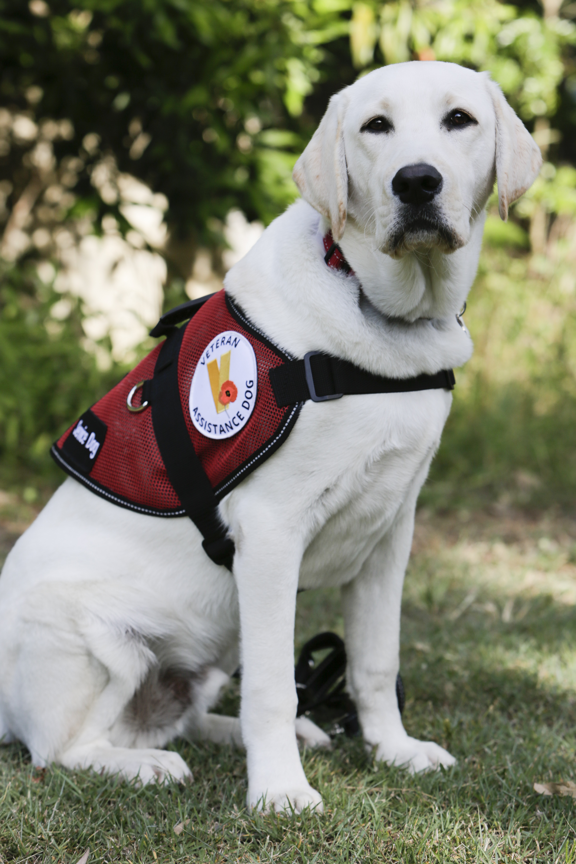 Veteran Assistance Dog