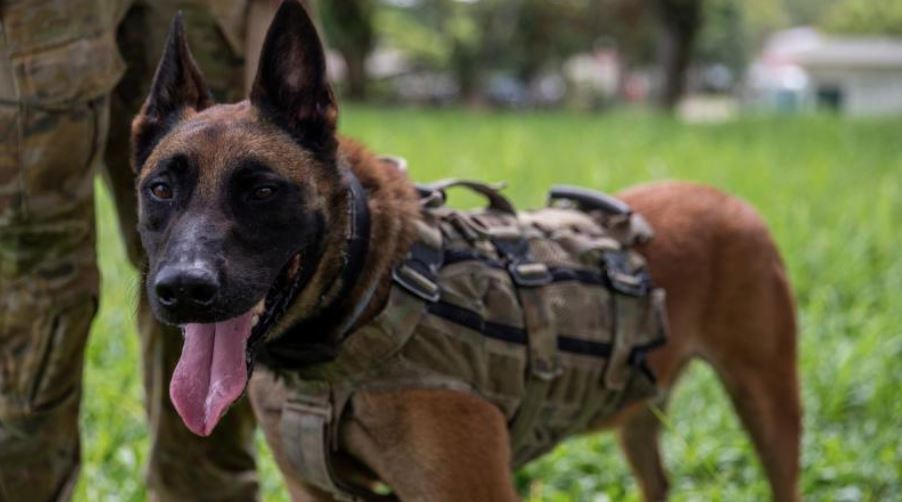 Dog standing next to soldier