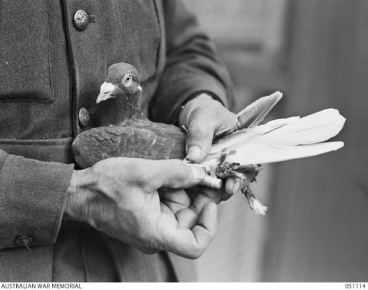 A messenger of the 6th Australian Carrier Pigeon Section, Hobart, 1943. (AWM 051114)