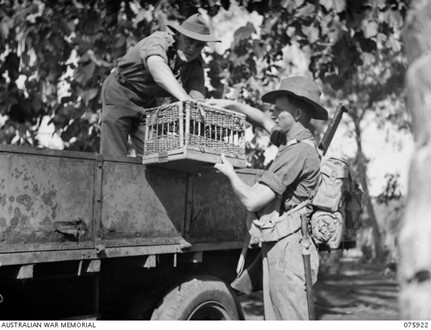 Hansa Bay, New Guinea, 7 September 1944. Signaller C.A. Mantiet, 25th Infantry Battalion, unloading carrier pigeons from the left carrier truck to Lieutenant J. Chesteron who is to lead a patrol of men from B Company, through the Boroi River area. (AWM 075922)