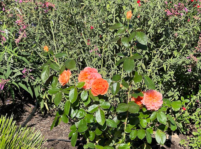 A rose bush in a garden. It has a number of peach-coloured roses on it.