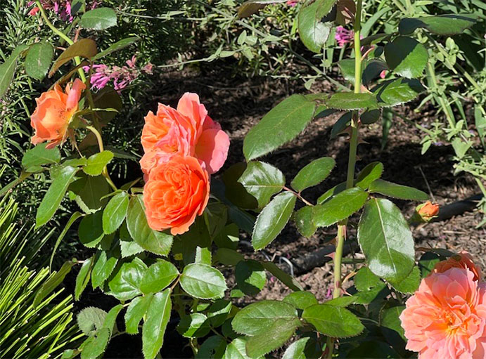 A peach-coloured rose in a bush in a garden.