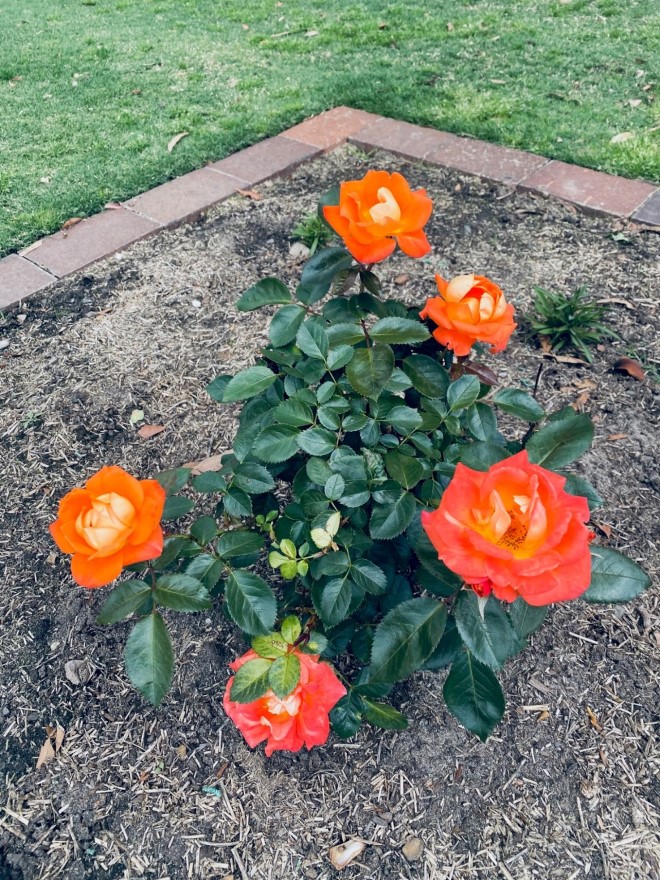 OAWG 50th Anniversary Commemorative Rose ‘In Perpetuity’