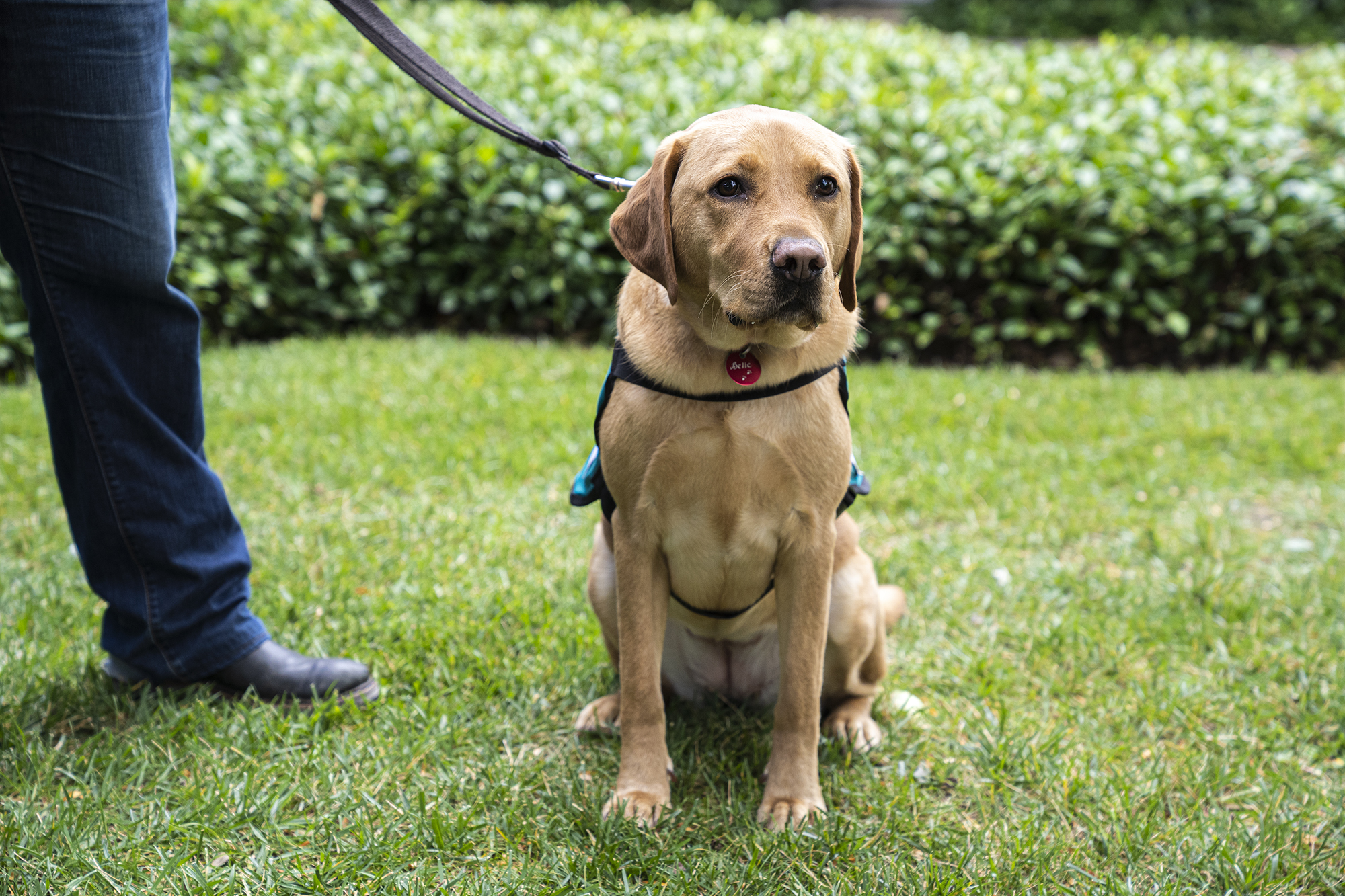 A Labrador