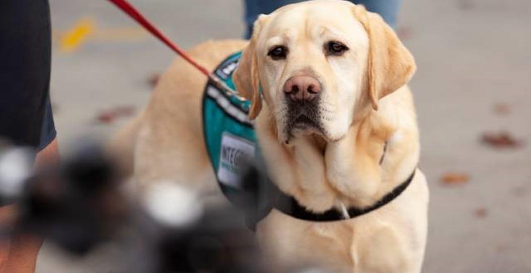 A labrador on a leash with an Integra-branded coat