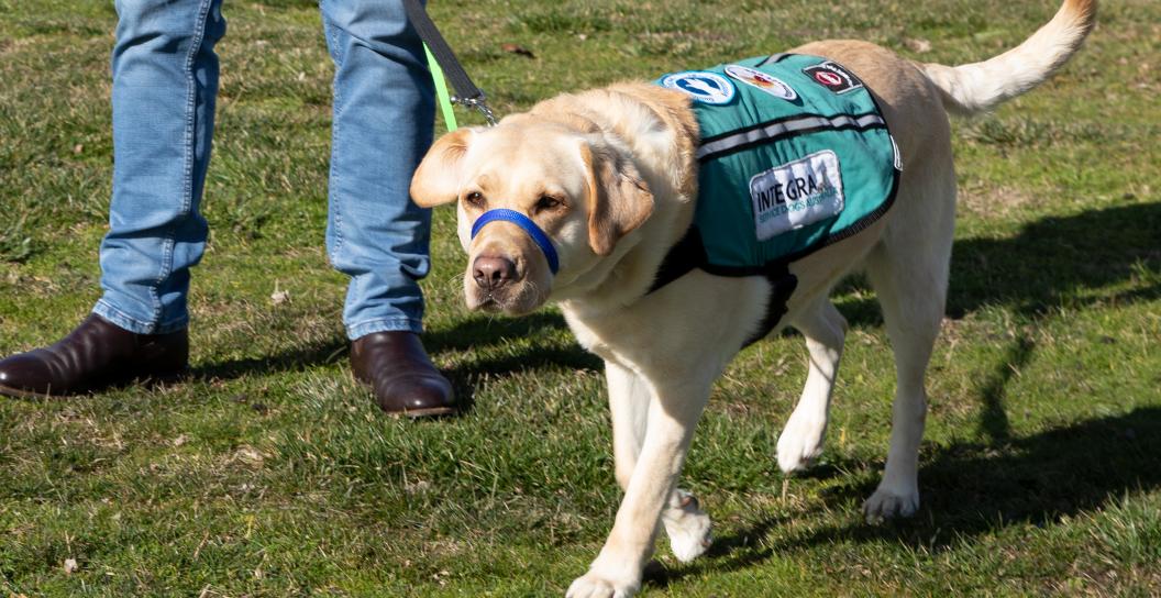 Image of golden coloured labrador support dog