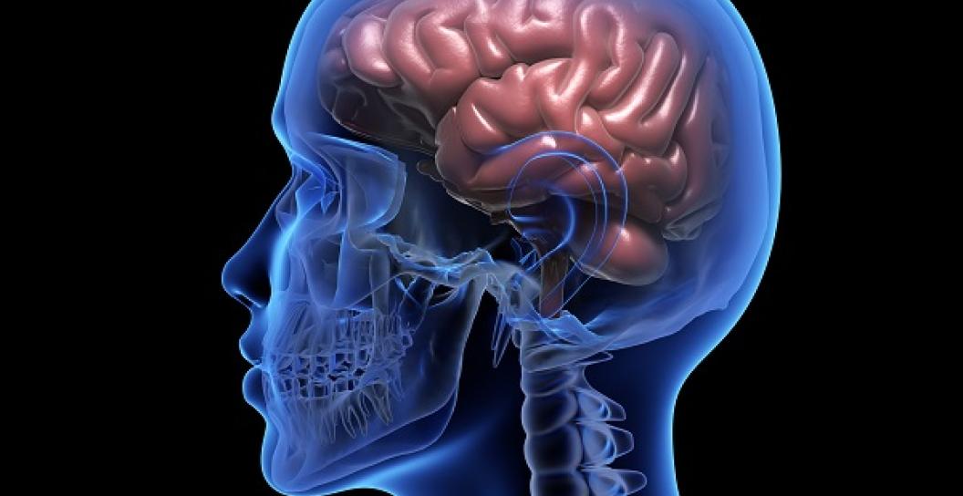 An xray image of a human skull showing the brain inside