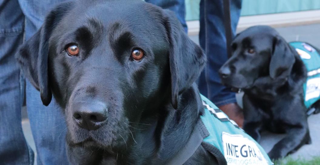 Integra Veteran Service Dog
