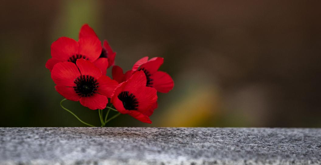Poppys