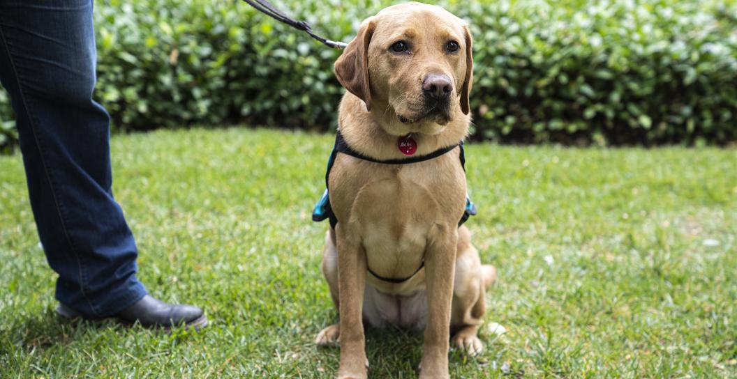A Labrador