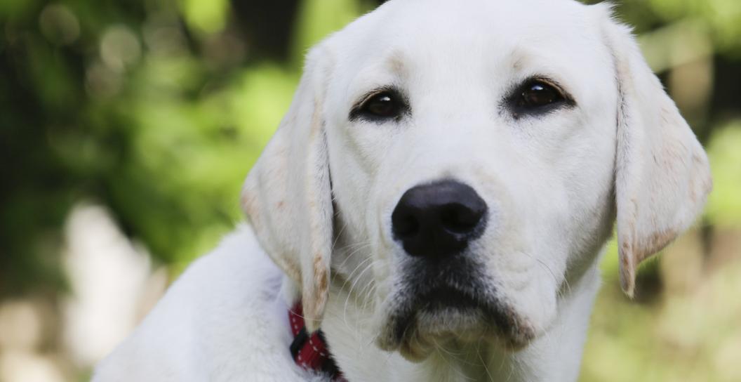 Labrador