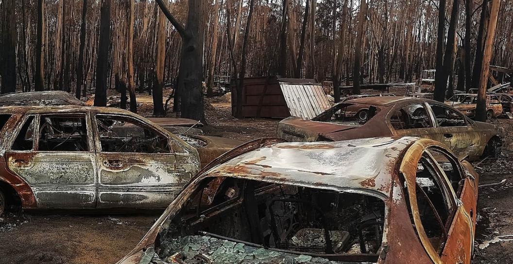 Burnt cars in a burnt out forest.