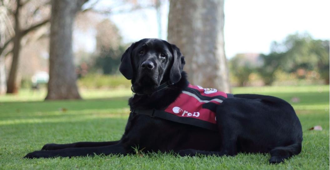 Meet Xena, our newest psychiatric assistance dog